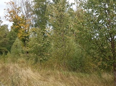 ГП16914822.Земельный участок.Общий вид объекта_3.jpg