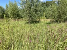 ГП16953575.Некапитальный объект.Общий вид объекта_5.jpeg