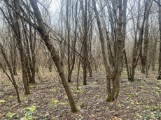 ГП16956545.Земельный участок.Общий вид объекта_10.jpeg