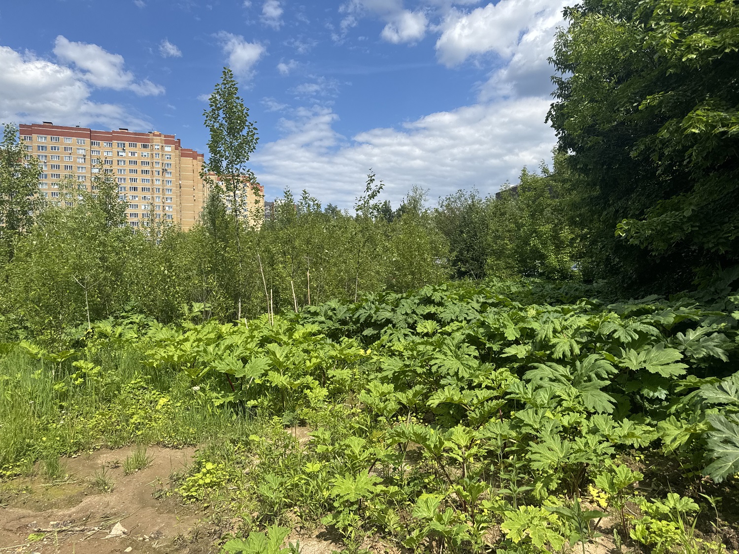 ГП16982067.Некапитальный объект.Общий вид объекта_7.jpg